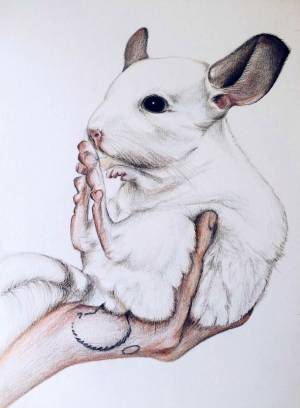 Chinchilla, Illustration, drawing, шиншилла, иллюстрация