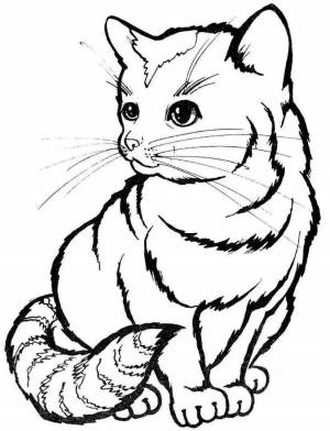 Раскраски котята шиншилла