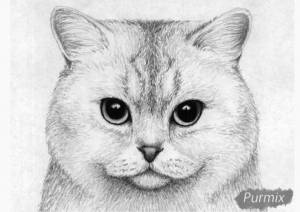 Раскраски котята шиншилла