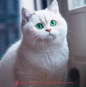 Британская серебристая шиншилла