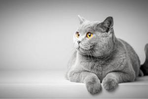 Окрасы британских кошек и котов