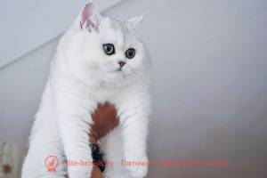 Серебристый тикированный окрас британских кошек