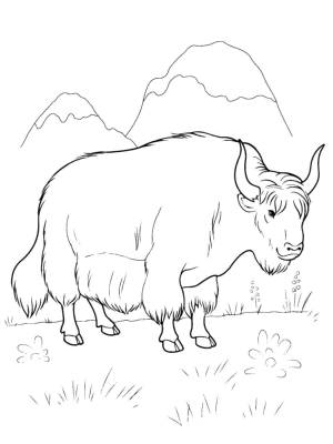 Раскраски Раскраска Як