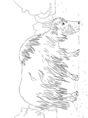 Раскраски Як