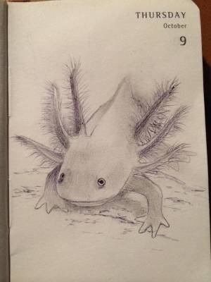 Аксолотль рисунок карандашом