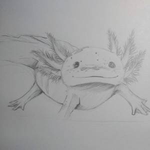 Аксолотль рисунок карандашом