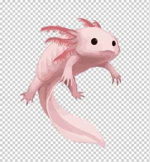 иллюстрация саламандры, Саламандра Аксолотль Рисование Аквариум, розовая саламандра, png материал, животные, домашнее животное png