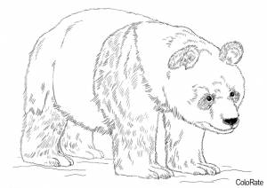 Раскраска Реалистичная панда