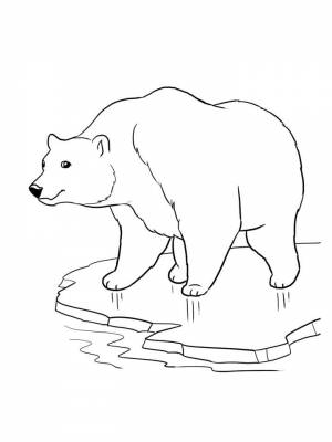 Раскраски Белый Медведь   в формате