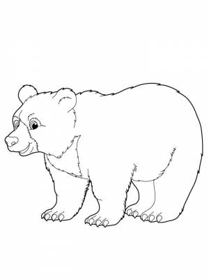 Раскраски Медведь   в формате