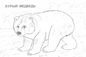 Раскраски Раскраска Медведь бурый дикие животные
