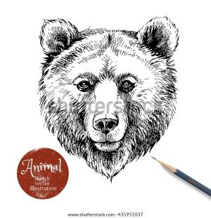 Ручной рисунок бурый медведь животное вектор
