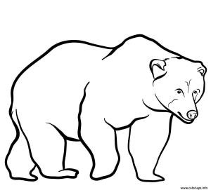 Как нарисовать бурого медведя