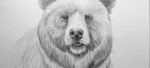 Как нарисовать медведя