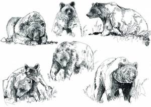 Рисунки карандашом бурый медведь