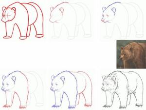 Медведи срисовки легкие пошаговые