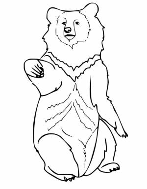 Раскраска Черный медведь 13