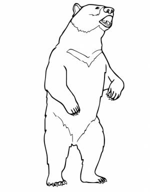 Раскраска Черный медведь 11