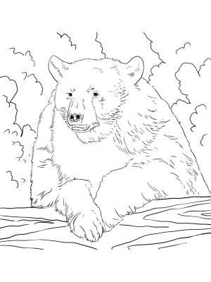 Раскраски Черный медведь