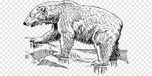 Белый Медведь, Американский Черный Медведь, Рисование, Изобразительное искусство, Живопись, Медведь Гризли, Черно-белое изображение, Штриховая графика, американский черный медведь, нести, бобр png