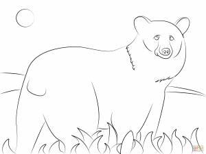 Раскраска Американский Черный медведь