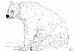 Раскраска Чёрный медведь в сидящей позе