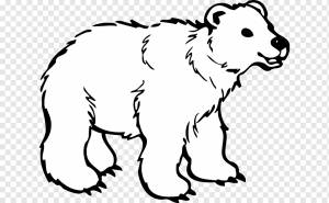 Американский черный медведь Белый медведь Бурый медведь Color Bears, медведь, белый, млекопитающее, ребенок png