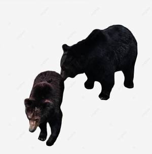 Черный медведь PNG , нести, чёрный медведь PNG рисунок для й загрузки