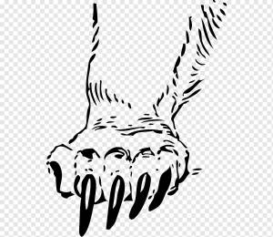 Коготь медведя тигровая лапа, нарисованный от руки, белый, млекопитающее, животные png