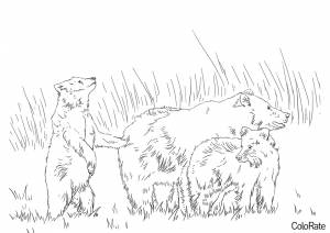 Раскраска Гризли с медвежатами