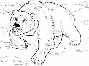 Раскраски Раскраска Медведь гризли