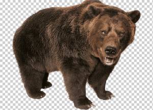 Американский черный медведь Гризли Белый медведь Пиццы Камчатский бурый медведь, рисунок головы медведя, млекопитающее, животные, карнавал png