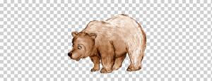 Медведь гризли Бурый медведь Медведи Рисунок, медведь, млекопитающее, ребенок, животные png
