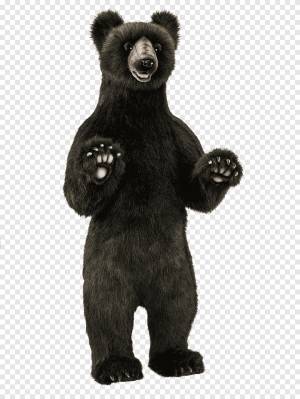 Медведь гризли Американский черный медведь Бурый медведь Мишка Тедди, медведь, млекопитающее, животные png