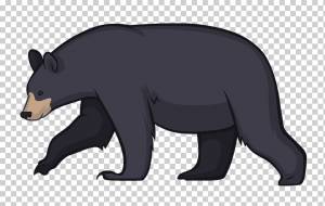 Медведь гризли Американский черный медведь Лосось Ягодный Розовый лосось Чум лосось, другие, разное, млекопитающее, еда png