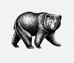 Медведь Американский черный медведь 熊, медведь, акварельная живопись, млекопитающее, животные png