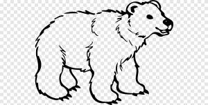 Белый медведь Американский черный медведь Рисунок, белый медведь, белый, млекопитающее png