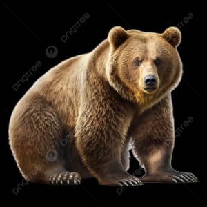 Бурый медведь дикое животное прозрачный на белом фоне PNG , бурый медведь, животное, медведь PNG рисунок для й загрузки