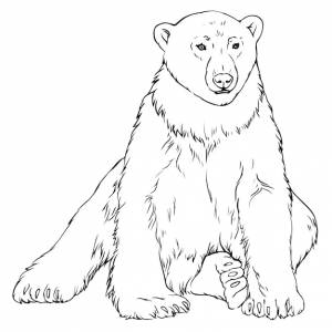 линия белого медведя черно-белый рисунок