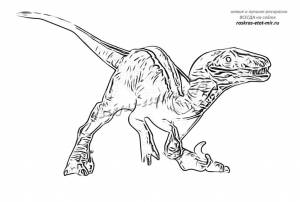Раскраски динозавр велоцираптор