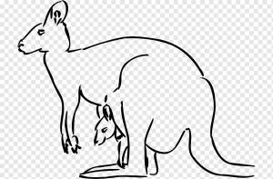 Красный кенгуру Коала, коала, белый, млекопитающее, животные png