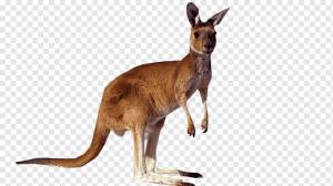Kangaroo Портативный сетевой графический информационный документ, кенгуру, млекопитающее, животные, фауна png