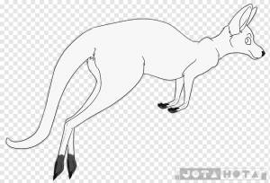 Fox Kangaroo Macropodidae Line art Рисование, лиса, млекопитающее, животные, хищник png
