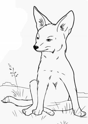 Раскраска фенек