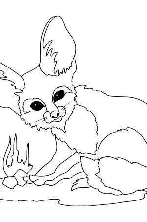 Раскраска фенек