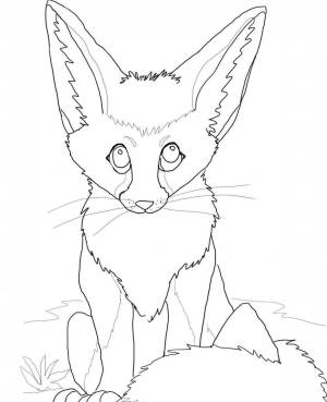 Раскраски Фенек