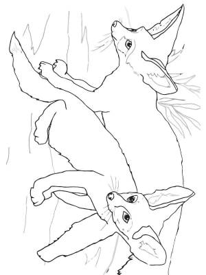 Раскраски Фенек