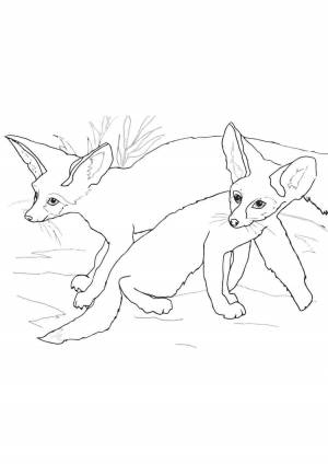 Раскраска фенек