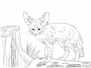 Раскраски Фенек