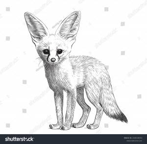 Fennec Fox Standing Sketch Hand Drawn
